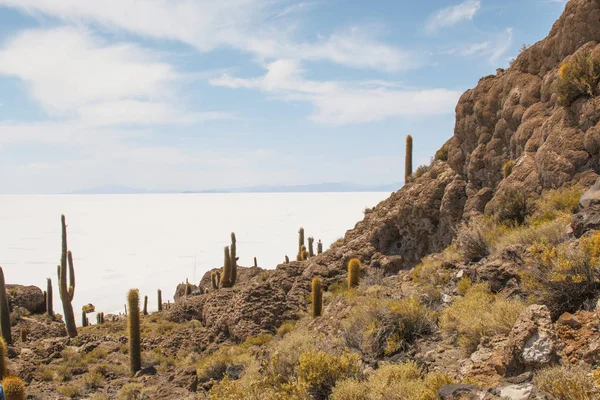 Salar Uyuni Planícies Salinas Com Grandes Cactos Ilha Incahuasi Altiplano — Fotografia de Stock