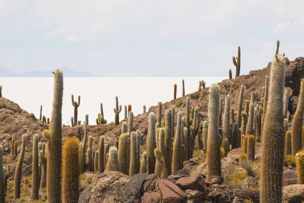 Cactus Incahuasi Island Salar Uyuni Bolivia Summer Day — Stock Photo, Image