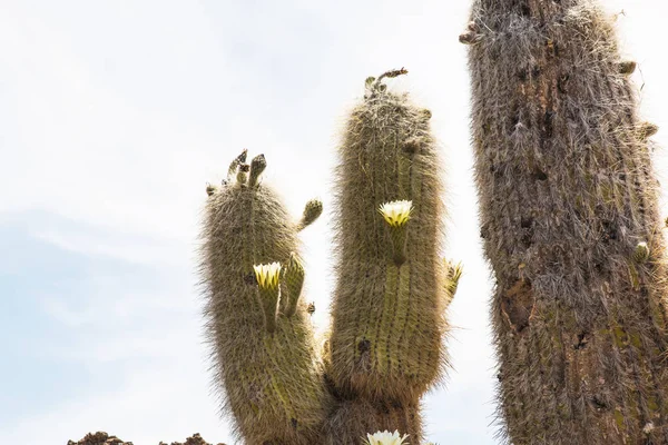 Kaktusblüten Auf Der Insel Incahuasi Kaktusinsel Salar Uyuni Der Größten — Stockfoto