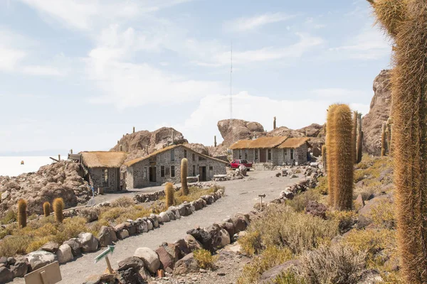 Gran Cactus Isla Incahuasi Salar Uyuni Altiplano Bolivia América Del — Foto de Stock