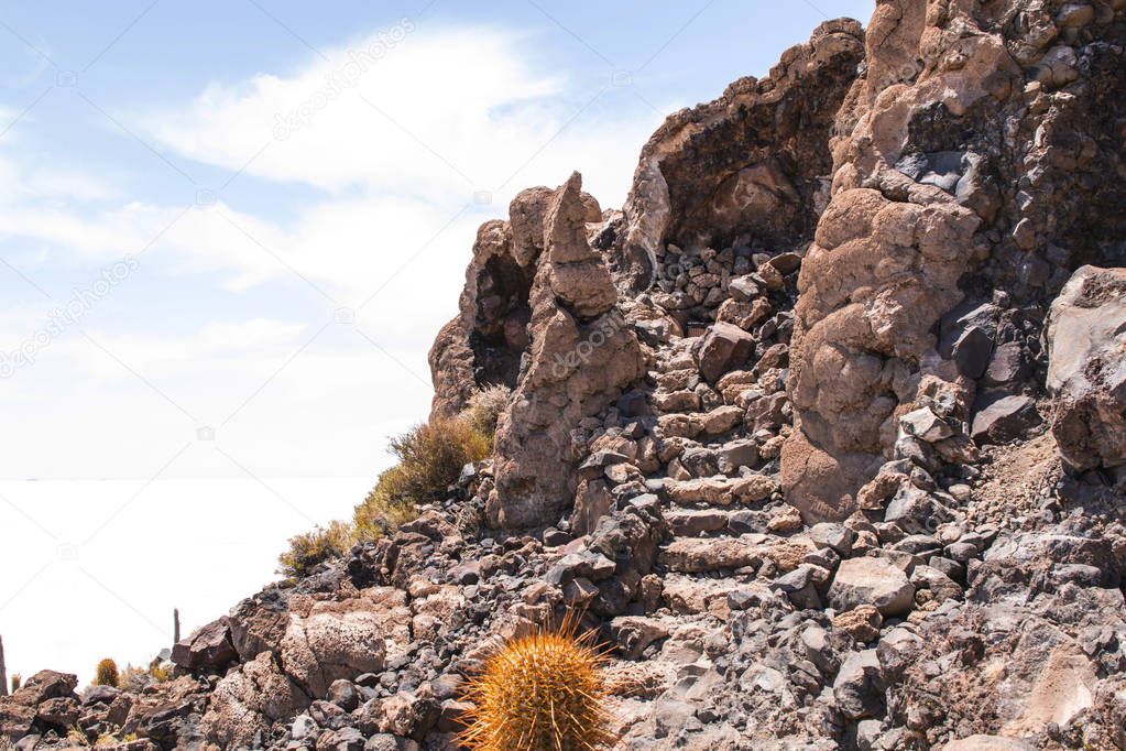 Big cactus on Incahuasi island, salt flat Salar de Uyuni, Altiplano, Bolivia. South America