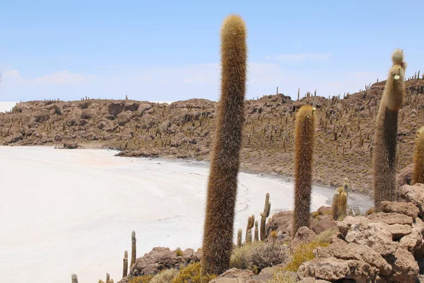 Isla Pescadores Lago Salgado Uyuni Bolívia Salar Uyuni Maior Lago — Fotografia de Stock