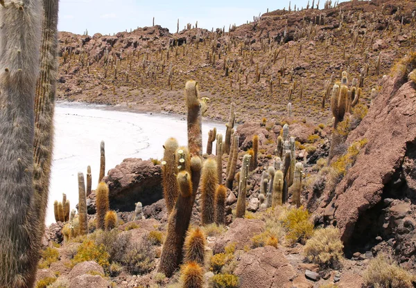 Isla Pescadores Lago Salgado Uyuni Bolívia Salar Uyuni Maior Lago — Fotografia de Stock