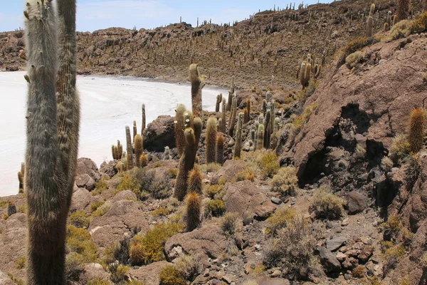 Isla Pescadores Salt Lake Uyuni Bolivia Salar Uyuni Het Grootste — Stockfoto