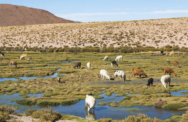 Llamas Uma Paisagem Incrível Natureza Lago América Sul Bolívia Perto — Fotografia de Stock