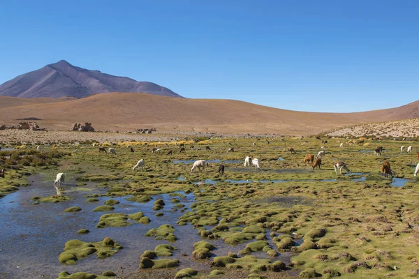 Lamas Einer Atemberaubenden Seenlandschaft Südamerika Bolivien Nahe Der Chilenischen Grenze — Stockfoto