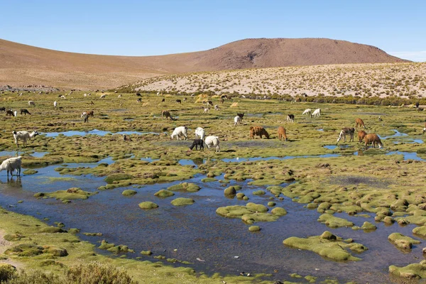 在南美洲一个惊人的湖泊自然景观上的拉玛斯 玻利维亚靠近智利边境 — 图库照片