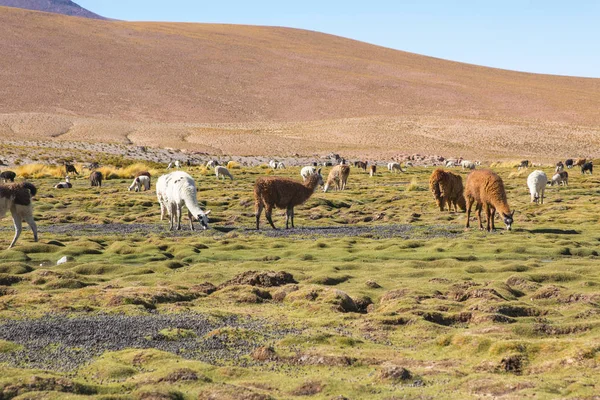 Llamas Paisaje Natural Increíble Lago América Del Sur Bolivia Cerca — Foto de Stock