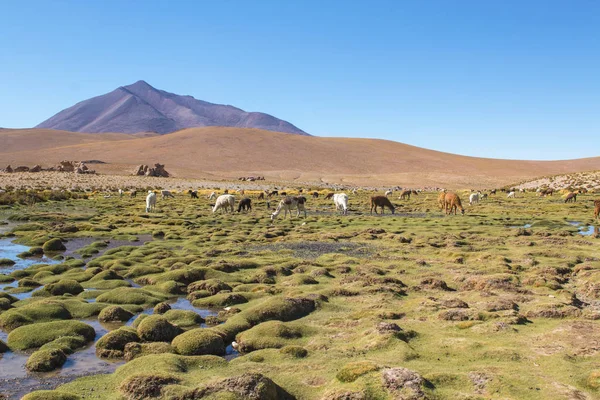 Llamas Amazing Lake Nature Landscape South America Bolivia Chilean Border — Stock Photo, Image