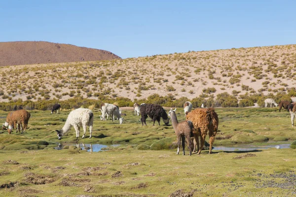 Llama Lama Glama Aikaisin Aamulla Korkealla Boliviassa Bolivia Lähellä Perun — kuvapankkivalokuva