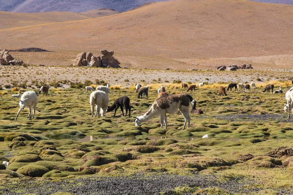Llamas Lama Glama Temprano Mañana Gran Altura Bolivia Bolivia Cerca — Foto de Stock