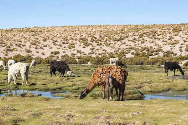 Llama Lama Glama Aikaisin Aamulla Korkealla Boliviassa Bolivia Lähellä Perun — kuvapankkivalokuva