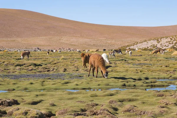 Lama Lama Glama Vroeg Ochtend Grote Hoogte Bolivia Bolivia Buurt — Stockfoto