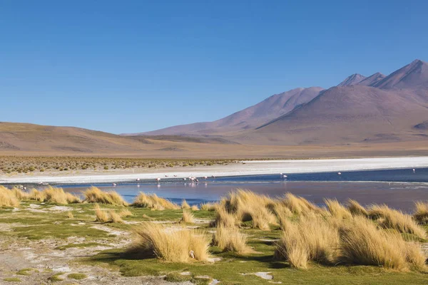 Wspaniałe Krajobrazy Sur Lipez Południowej Boliwii Pasmo Górskie Jezioro Letni — Zdjęcie stockowe
