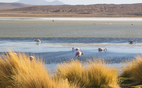 Flamingos Colorful Lake South Bolivia Chilean Peruvian Border — Stock Photo, Image