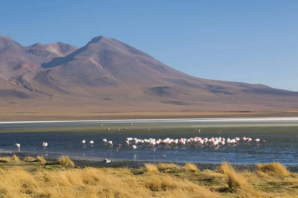 Gorgeous Landscapes Sur Lipez South Bolivia Mountain Range Lake Summer — Stock Photo, Image