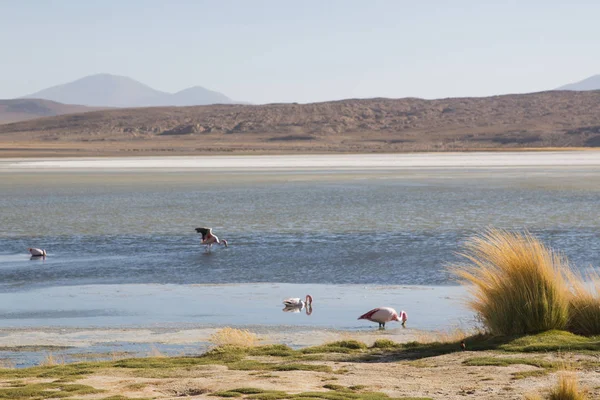 Flamants Roses Sur Lac Coloré Dans Sud Bolivie Près Frontière — Photo