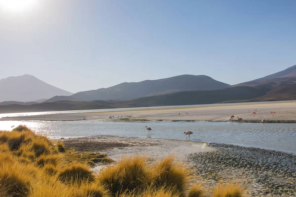 Flamingos Colorful Lake South Bolivia Chilean Peruvian Border — Stock Photo, Image