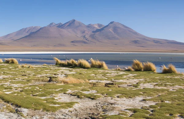 チリとペルーとの国境近くの南ボリビアのカラフルな湖のフラミンゴ — ストック写真
