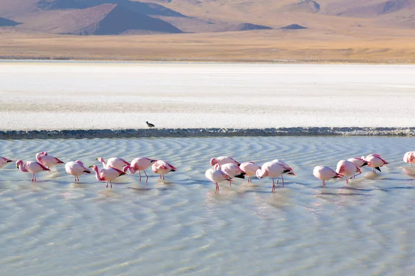 Flamingolar güneyinde Bolivya Şili ve Peru sınır yakınında renkli gölde