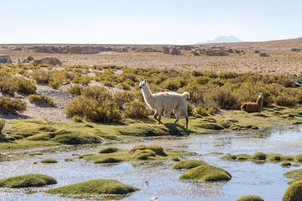 Tierras Altas Desiertas Los Andes Con Llamas Bolivia Cordillera — Foto de Stock
