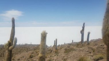 Incahuasi Adası olarak da bilinen kaktüs Adası'nda Salar de Uyuni, dünyanın en büyük tuz bataklığı. Altiplano, Bolivya