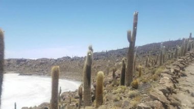 Bolivya'daki Uyuni Salar Incahuasi kaktüs Adası. Bir doğa harikası parlak güneşli gün. mavi gökyüzü