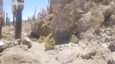 Bolivya'daki Uyuni Salar Incahuasi kaktüs Adası. Bir doğa harikası parlak güneşli gün. mavi gökyüzü