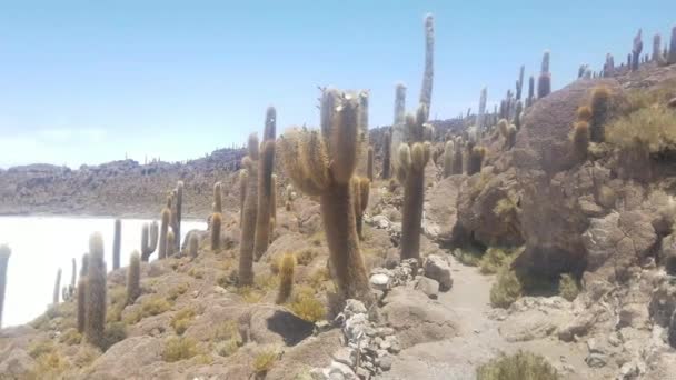 ボリビアのウユニ サラー インカワシ サボテン島 自然の驚異に明るく晴れた日 青い空 — ストック動画