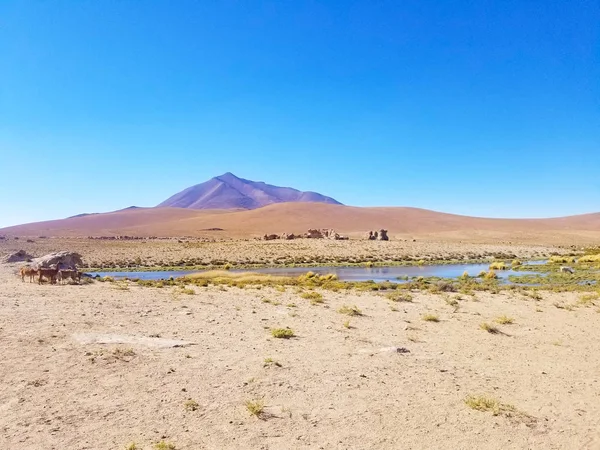 Schöne Lamas Den Anden Südamerika Seen Und Gebirgslandschaft — Stockfoto