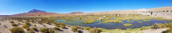 Beaux Lamas Dans Les Andes Amérique Sud Lacs Montagnes Paysage — Photo