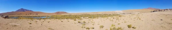 Hermosos Lamas Los Andes América Del Sur Lagos Montañas Paisaje — Foto de Stock