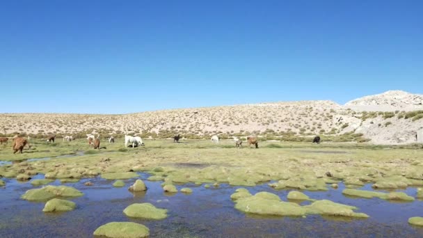ボリビアの標高の高い早朝にラマ グローマ川 ペルーとチリの国境に近いボリビア — ストック動画