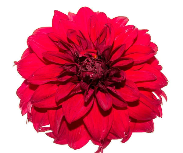 Цветок Георгины Белом Фоне — стоковое фото