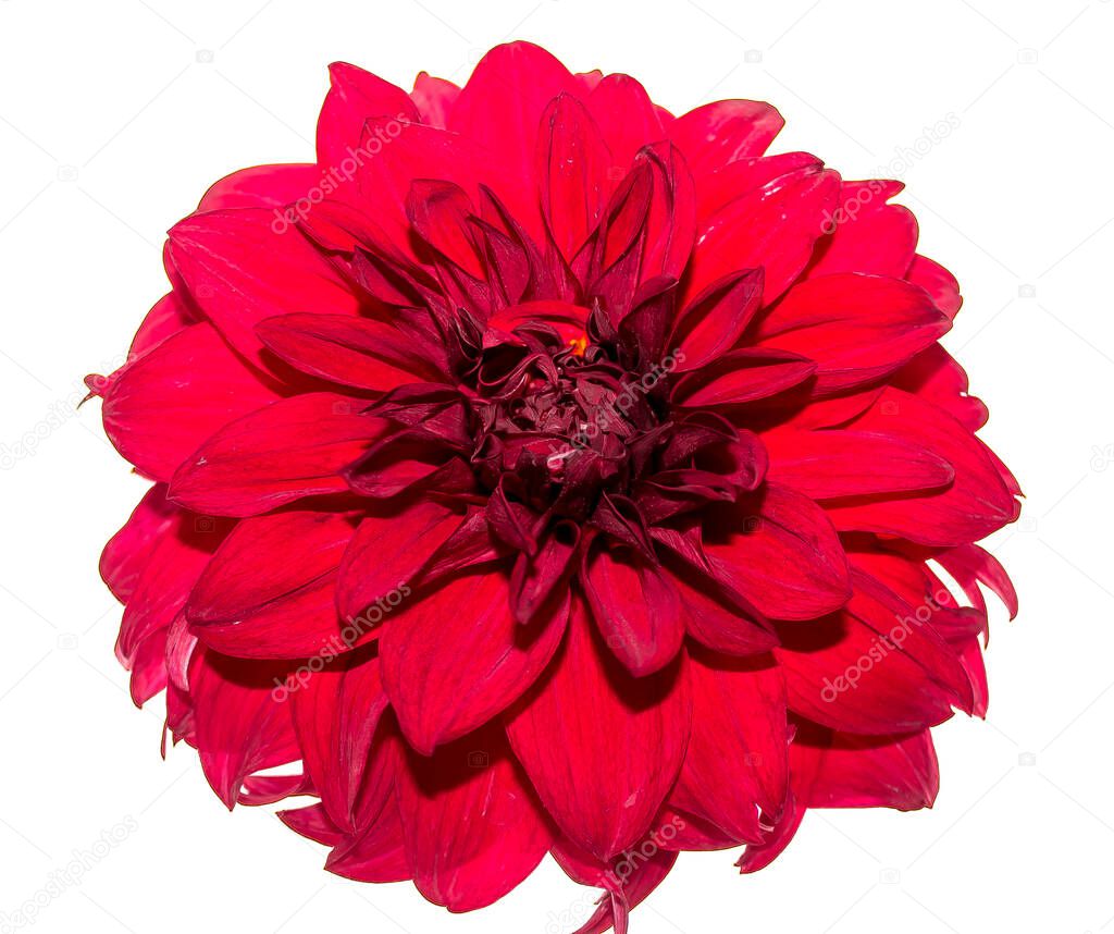 Flower of dahlia on a white background