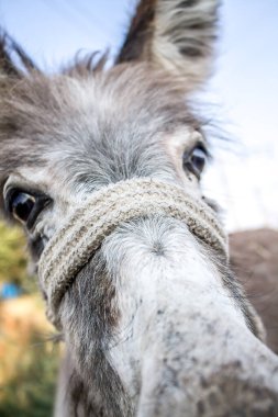 Eşeğin başını yakın plan çek.