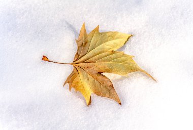 Sarı sonbahar yaprakları beyaz karda