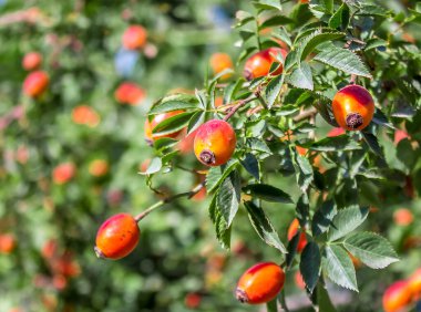 Vahşi bir gülün kalçaları