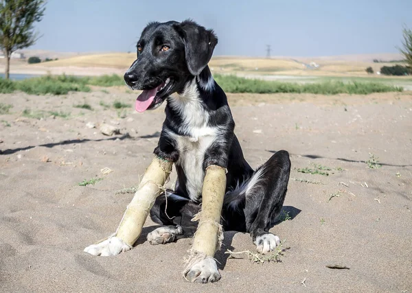 Dog with burned and bandaged legs