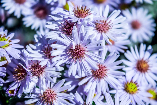 Fiori Astri Natura Primo Piano — Foto Stock