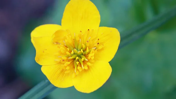 Gyönyörű Sárga Tavaszi Virág Buttercup Közelről — Stock Fotó