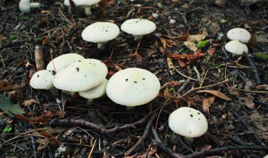 birçok champignon mashrooms erken sonbahar orman büyümek