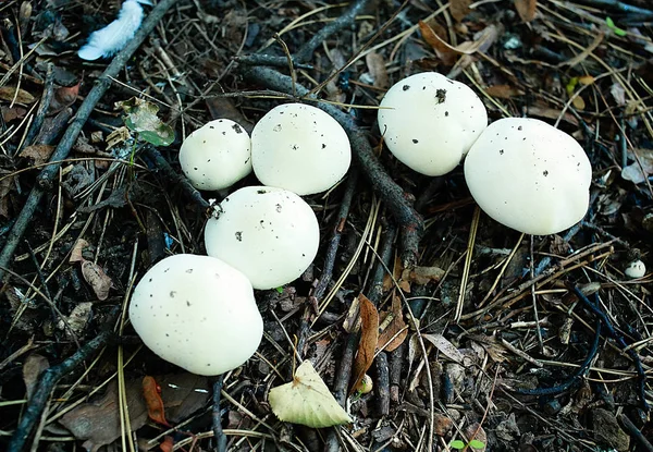 birçok champignon mashrooms erken sonbahar orman büyümek