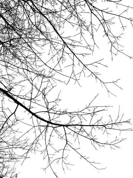 Silhouette black branches — Stock Photo, Image