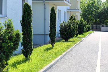 yew-tree alley near apartment bouilding