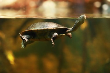 sevimli Roti Adası yılan boyunlu kaplumbağa veya Chelodina mccordi Mccords yılan boyunlu kaplumbağa suda yüzme olarak bilinen yakın çekim görünümü 