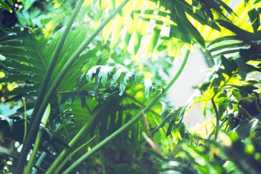 Monstera orman soyut arka plan yaprakları