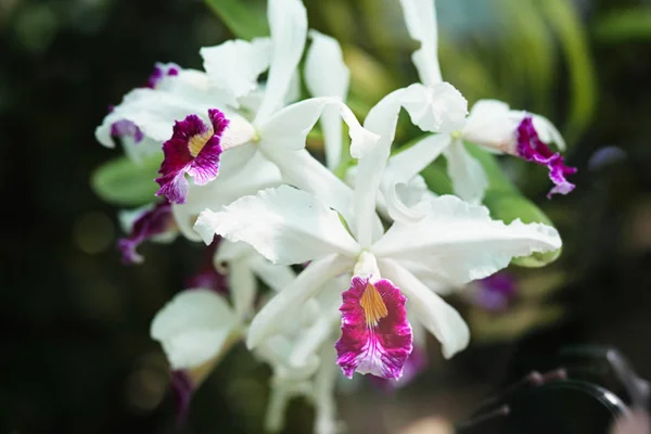Hermosa Orquídea Orangerea Primer Plano Macro Disparo Imágenes de stock libres de derechos