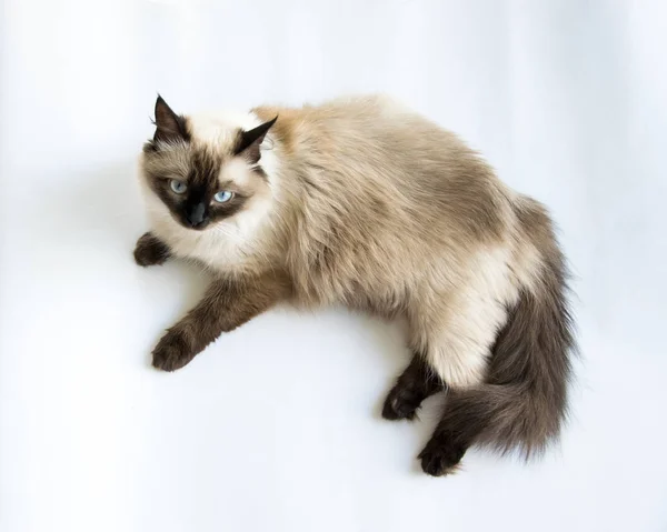 Красивый сиамский портрет кошки крупным планом смотрит на свет — стоковое фото