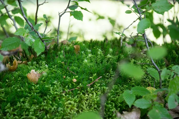 Hutan yang indah macro alam lumut, cabang, jamur dan daun pohon — Stok Foto